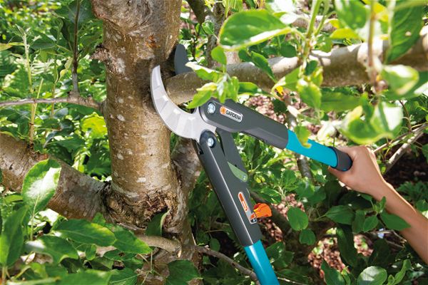 taisns-griezums-ar-lodisveida-gultniem-d1e586a-lv